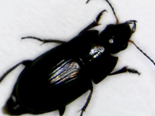 Amara aenea